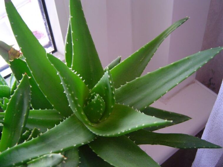 aloes i kalanchoe przeciwko brodawkom